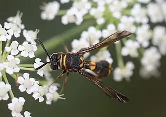 ♀ – Dorsal view of the thorax