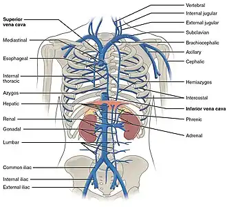 Veins of the thoracic and abdominal regions