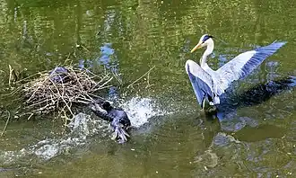 Adult defending its mate and nest from a grey heron (Ardea cinerea)