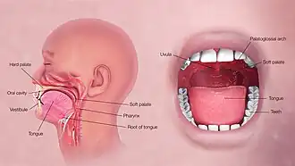 3D Medical Illustration Explaining Oral Digestive System