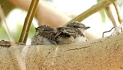 Nestlings, who have yet to hit their first juvenile molt