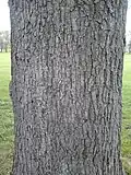 Bark