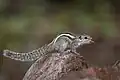 An Indian palm squirrel on a rock sticking its tongue out.