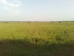 A Papyrus Swamp along Pallisa Kumi Highway