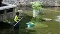 A Worker is cleaning pool at Kowloon Park