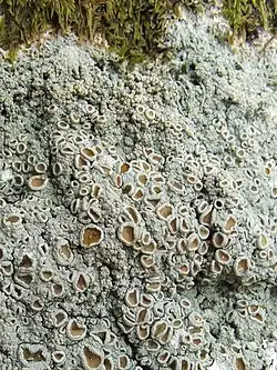 This lichen, growing on a tree in Scotland, was used in the 18th century to make a common purple dye called Cudbear.