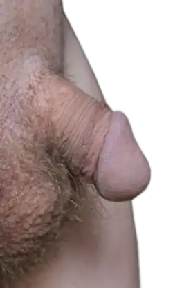A penis in the "hard flaccid" state
