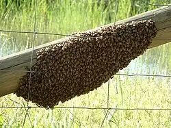 Swarm of honey bees on a wooden fence rail