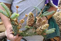Fully mature cones with exserted bracts, disintegrating to release the seeds. Mid May, Mascota, Jalisco.