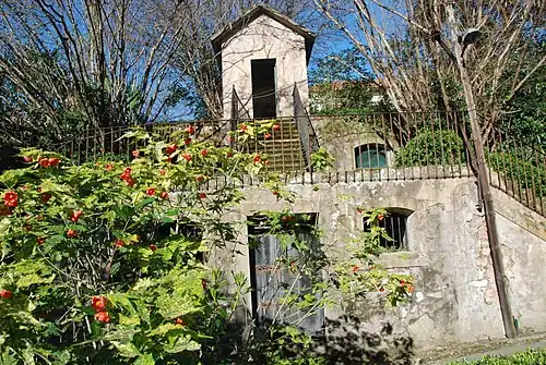 Abutilon megapotamicum