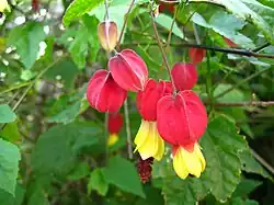 Abutilon megapotamicum