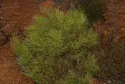 Looking down on a bush with very narrow green leaves and reddish-brown stems