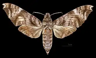 Acosmeryx sericeus ♀