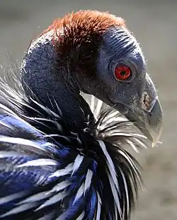 Head of a vulturine guinea fowl
