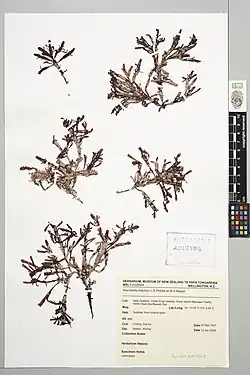 Red seaweed that has been dried and pressed