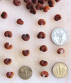 Seeds with coins