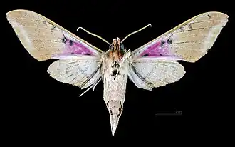 Adhemarius gannascus cubanus ventral view