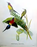Mrs Gould's Sunbird, Aethopyga gouldiae, J Gould & H.C. Richter