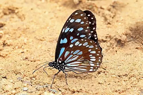male mud-puddling