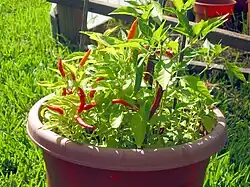 Piri piri (C. frutescens 'African Devil')