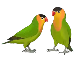 Digital artwork of two green parrots with orange faces and chests, black-capped heads and red beaks