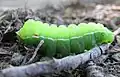 4th instar larva of the Tau Emporer