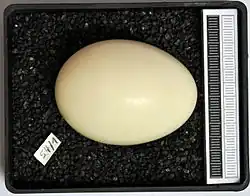 Egg, Museum Wiesbaden collection