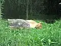 Akron Zoo Lion sleeping 2006