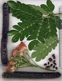 Leaves, flowers, dried pods, seeds