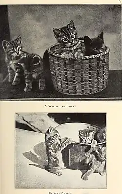 A Well-Filled Basket