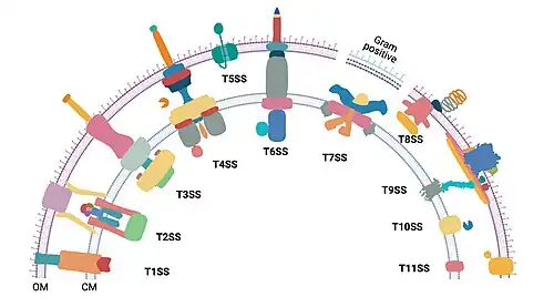 The illustration figurer shows there are 11 (T1SS to T11SS) bacterial secretion systems that differ in number and architecture of component proteins.