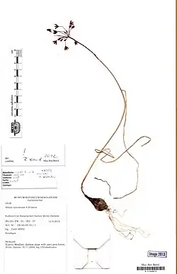 Pressed plant on herbarium sheet with bulb and a few flowers in a globular head