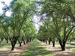 An avenue of trees in an orchard in Winton