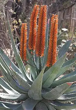 wood carving : Cape Aloe