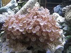 types of Corals in St. Brandon - Alveopora
