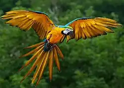 A macaw in the Amazon rainforest