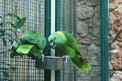 Two captive A. auropalliata (Yellow-naped parrots) feeding