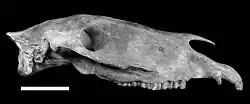 Skull of "Equus neogeus"