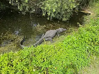 American Alligator at Shark Valley in Everglades National Park