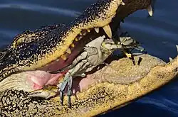 Eating a swimmer crab