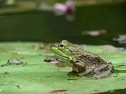 American bullfrog (Rana catesbeiana)