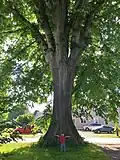 American elm, Hatfield, Massachusetts (2020). Measurements as of November 2019: girth 17.5&nbsp;ft, 11&nbsp;in at 4.5&nbsp;ft above ground; height 86&nbsp;ft; spread 87&nbsp;ft.