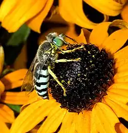 American Sand Wasp (Bembix americana)