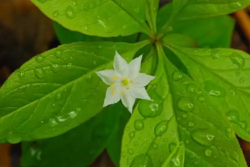 Lysimachia borealis, American starflower, Newport State Park