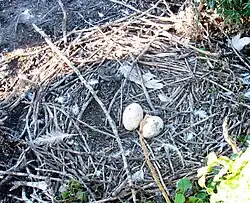 Nest at Chase Lake