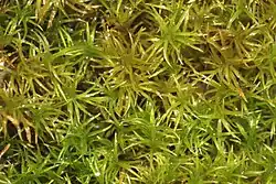 Many clusters of light yellow-green, shiny, curved, narrow leaves