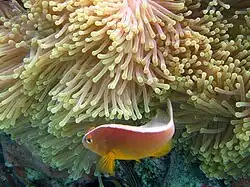 A.&nbsp;akallopisos (Skunk anemonefish)
