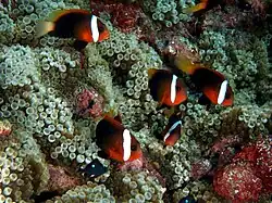 A.&nbsp;melanopus Entacmaea quadricolor (Bubble tip anemone)