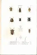Plate 2 from: C.J.-B. Amyot and J. G. Audinet-Serville (1843). Histoire naturelle des insectes. Hémiptères. Paris, Librairie encyclopédique de Roret.