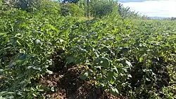 An Irish potato garden in Butare Kyamuhunga in Western Uganda